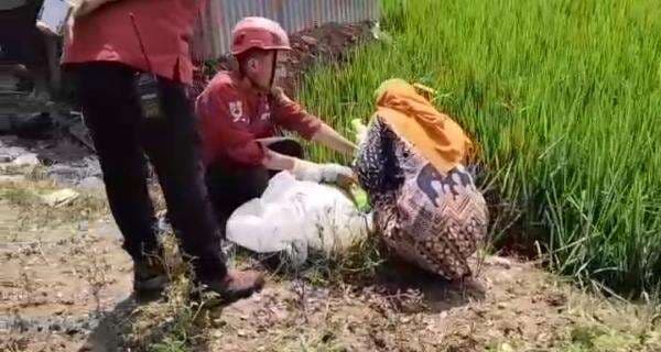 Petani di Sragen Tewas Tersengat Jebakan Tikus yang Dipasang Sendiri