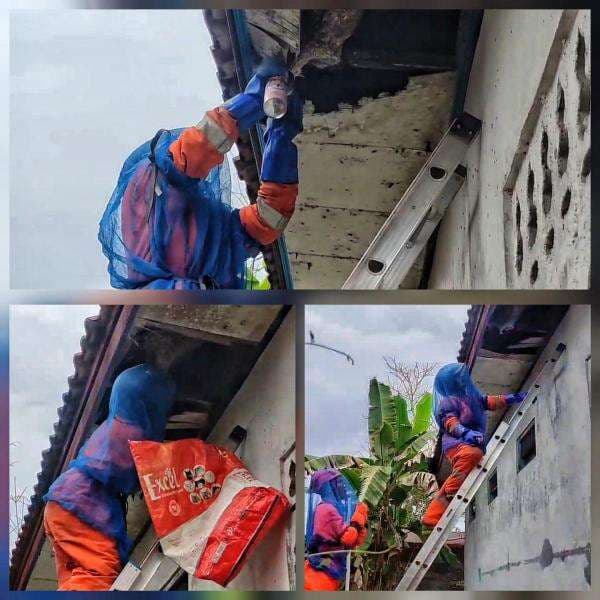 Damkar Palangka Raya Evakuasi Sarang Tawon Vespa Berbahaya,Warga Diimbau Waspada Damkar Palangka Raya Evakuasi Sarang Tawon Vespa Berbahaya,Warga Diimbau Waspada