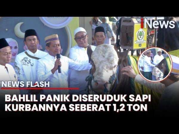 Bahlil Lahadalia Serahkan Sapi Kurban 1,2 Ton di Masjid Ainul Hikmah Golkar, Awas Diseruduk Pak!