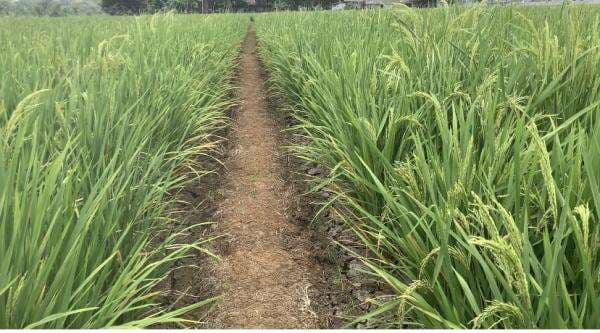 Jumlah Sawah Berkurang, Nusron Wahid Ambil Kebijakan Darurat