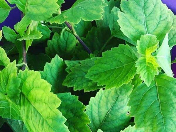 Tentang Tanaman Nilam: Cara Penanaman, Waktu Panen dan Pengolahan Serta Peluang Pasar Global Tentang Tanaman Nilam: Cara Penanaman, Waktu Panen dan Pengolahan Serta Peluang Pasar Global