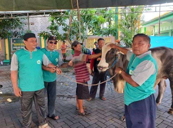 Iduladha 1446 H, Masjid Darul Muttaqin Sambak Indah Purwodadi, Bagikan 1.972 Bungkus Daging Kurban