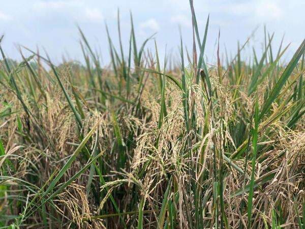 Pemkab Karawang Bebaskan 100 Persen PBB-P2 untuk Petani