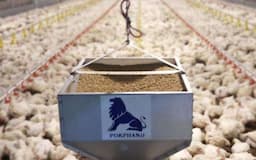 Laba CPIN Tumbuh 41 Persen hingga Kuartal III Ditopang Kenaikan Segmen DOC dan Broiler