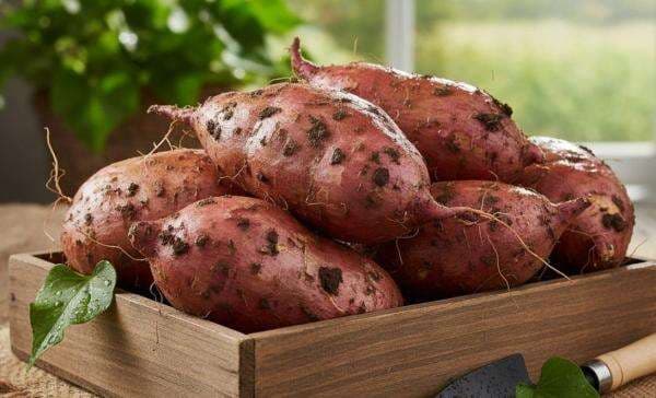 Makan Ubi Dapat Manfaat Maksimal di Jam Tertentu, Catat Waktunya Makan Ubi Dapat Manfaat Maksimal di Jam Tertentu, Catat Waktunya