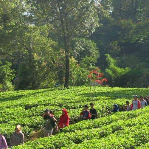Rekomendasi Wisata Keluarga di Bogor, Cocok untuk Akhir Pekan! Rekomendasi Wisata Keluarga di Bogor, Cocok untuk Akhir Pekan!