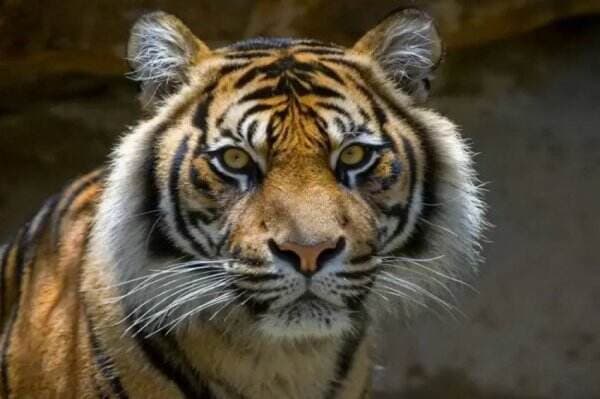 Daftar Satwa yang Punah Muncul Kembali di Indonesia, Salah Satunya Harimau Jawa