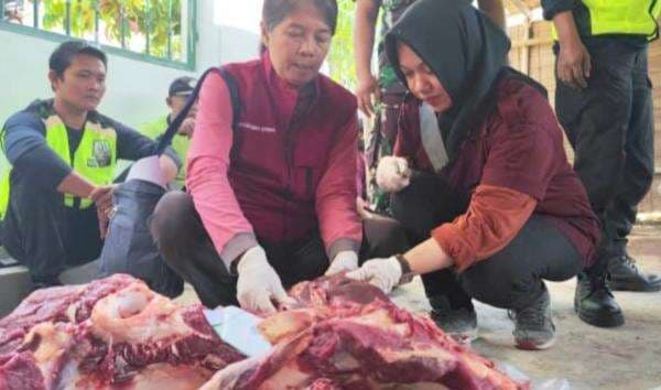 Hari Kedua Idul Adha di Sukoharjo, Tim Kesehatan Hewan Temukan 12 Sapi Terinfeksi Cacing Hati