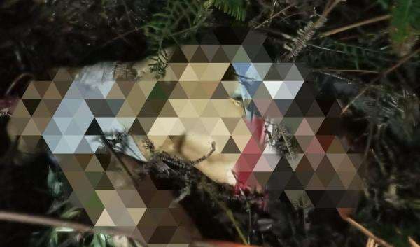 Mengerikan, Pria di Lampung Barat Dimangsa Binatang Buas dan Anggota Tubuh Tidak Utuh