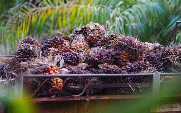 Harga CPO Menguat Ditopang Kenaikan Minyak Nabati Pesaing