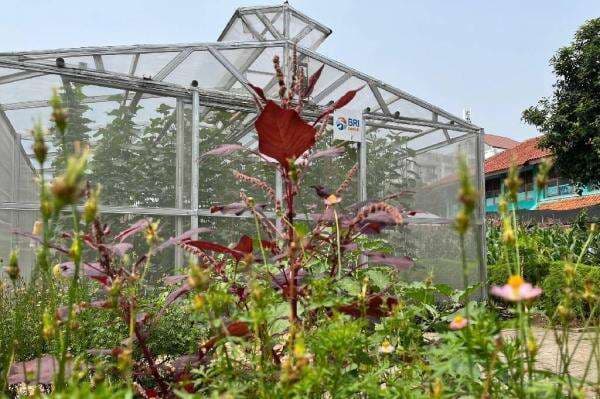 BRInita Perkuat Pengembangan Kebun Gangnam di Jakut, Jadi Ruang Produktif Warga