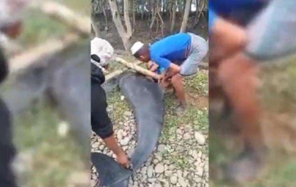 Heboh Lumba-Lumba 300 Kg Terdampar di Hutan Mangrove Maros, Begini Kondisinya