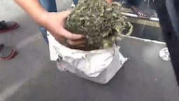 Geledah Kediaman Sindikat Curanmor di Bengkulu, Polisi Temukan Sekarung Ganja