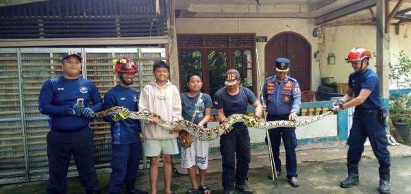 Damkar Palangkaraya Evakuasi Ular Piton 4,5 Meter dari Atas Pohon Usai Mangsa Ayam