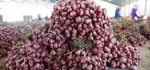 Harga Bawang Merah Anjlok Saat Panen, Petani Bojonegoro Mengeluh Rugi