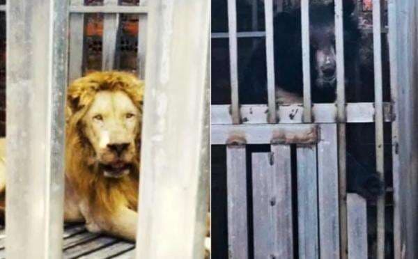 Pasukan Thailand Gerebek Kasino di Kamboja, Temukan 5 Singa dan Beruang Kurus Kering