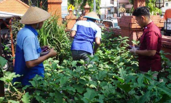Panen Sayuran, Napi Mojokerto Semringah Sukses Kelola Kebun Lapas