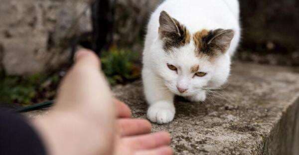 Hari Kucing Internasional: Stop Lepasliarkan Kucing Rumahan, Kenali Dampaknya