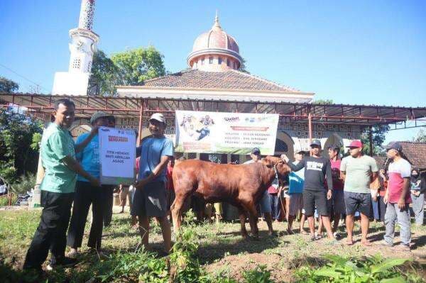 Sejarah Kurban Sapi Perdana di Dusun Ngasinan, BMH Saksikan Air Mata Haru Warga