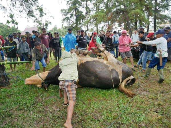 Tercatat 1.162 Ekor Disembelih Di Sinjai, DPKH Ungkap Fakta Mengejutkan soal Kesehatan Hewan Kurban