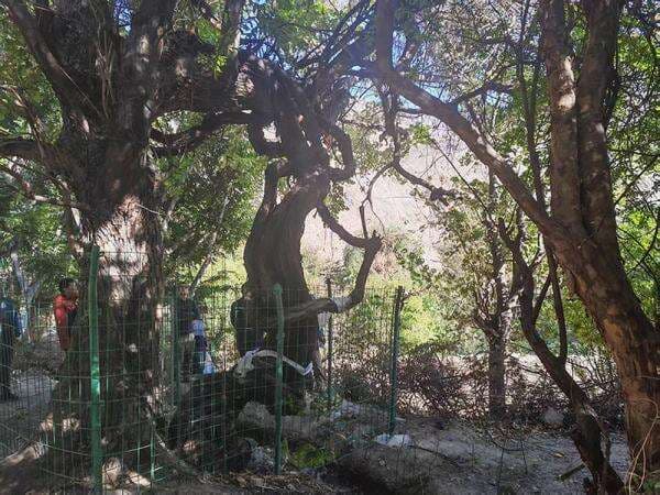 Pohon Anggur Diperkirakan Berusia Ratusan Tahun Tak Sengaja Ditemukan Ilmuwan