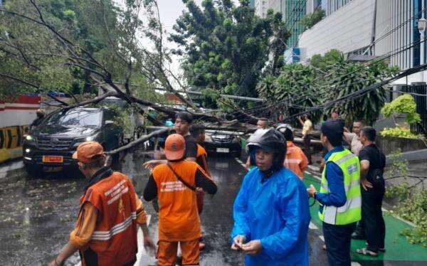 Pohon Tumbang di Jalan DI Panjaitan Timpa Mobil, Lalin Macet Parah hingga Cawang