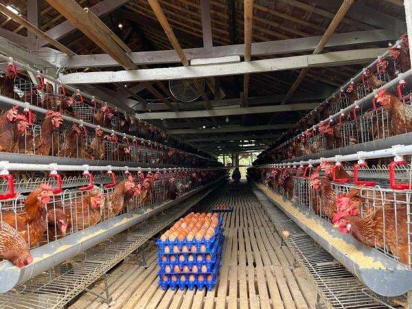 Harga Telur Jatuh, SPPG Wajib Serap Produksi Peternak