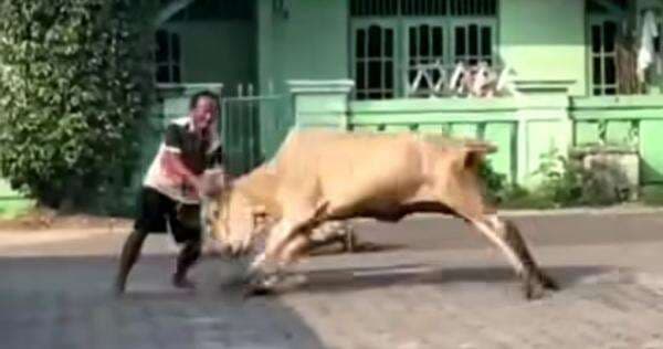 Viral! Sapi Kurban Ngamuk, Dua Warga Jadi Korban