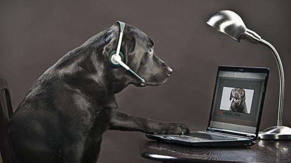 Ilmuwan Kembangkan Internet Hewan, Anjing dan Burung Beo Bisa Video Call