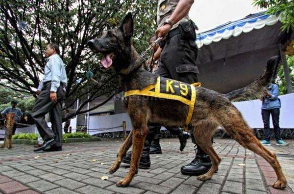 Anjing K-9 Diterjunkan Cari Korban Longsor di Sumut