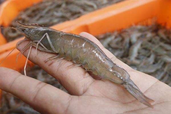 AS Kembalikan Udang RI Capai 152 Juta Ton