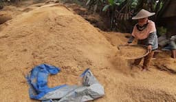 Menakar Peluang Indonesia Menuju Swasembada Pangan