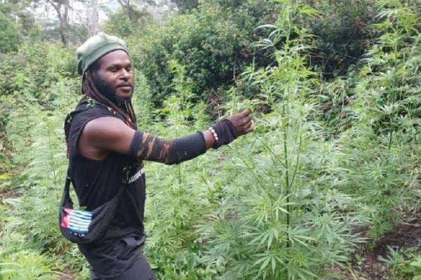 HP Egianus Kogoya Ditemukan usai Kontak Tembak, Ungkap Ganja Jadi Mesin Uang KKB