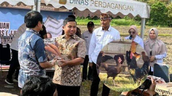 Hore! Parepare Kecipratan Benih Jagung Jago-Bibit Ayam Allope Hasil Inovasi Unhas, Petani Tersenyum