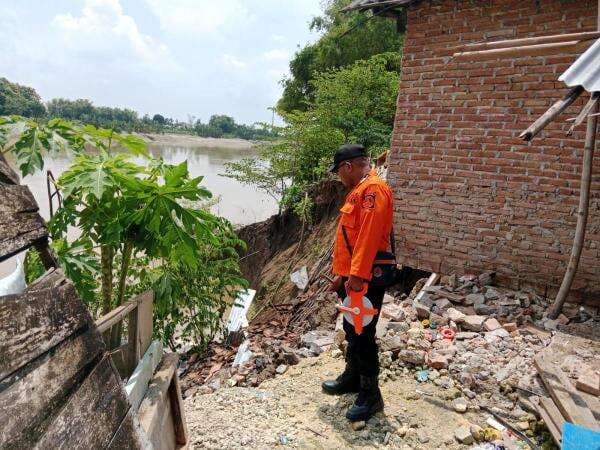 BPBD Bojonegoro Sebut Belasan Titik Alami Longsor, Rerata Tebing Sungai Bengawan Solo