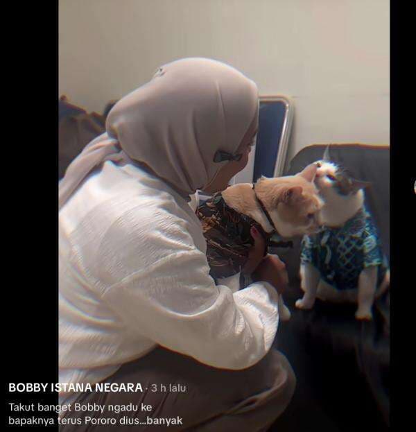 Viral Momen Kucing Bobby Kertanegara Ditabok Kucing Influencer Pororo