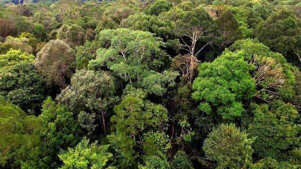 Izin 22 Perusahaan Hutan Dicabut, 19.000 Pekerja Terancam PHK