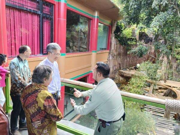 Duta Besar Tiongkok 'Jenguk' Giant Panda di Taman Safari Indonesia