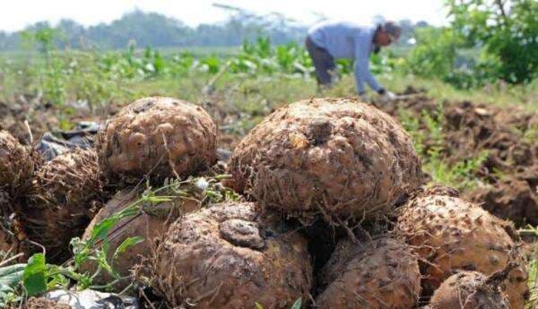 Petani di Sinjai Menanti Kehadiran Pabrik Porang Petani di Sinjai Menanti Kehadiran Pabrik Porang