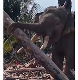 Viral! Gajah Sumatra Dikerahkan Bantu Bersihkan Tumpukan Kayu di Aceh Pasca Banjir dan Longsor