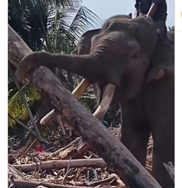 Viral! Gajah Sumatra Dikerahkan Bantu Bersihkan Tumpukan Kayu di Aceh Pasca Banjir dan Longsor