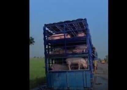 Viral! Sopir Truk Mandikan Babi di Pinggir Jalan, Air Bekas Cuciannya Cemari Sawah Warga