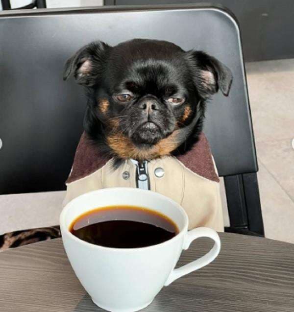 Viral! Anjing Bernama Charlie dari Ukraina Punya Ekspresi Selalu Jutek