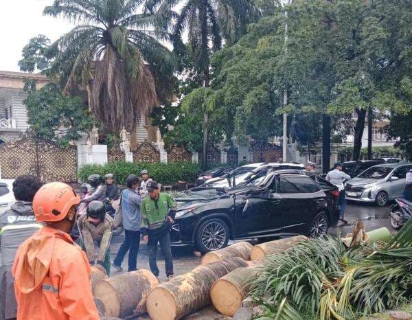 Pohon Tumbang Timpa Mobil Lexus di Pondok Indah, 1 Orang Tewas Pohon Tumbang Timpa Mobil Lexus di Pondok Indah, 1 Orang Tewas