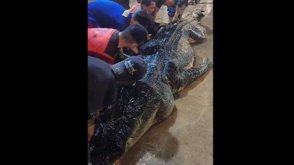 Buaya Besar di Inhil Mati, Setelah Dibedah Isi Perutnya Mengejutkan 