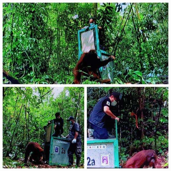 Usai Jalani Rehabilitasi, Lima Orangutan Dilepasliarkan ke Hutan Taman Nasional Bukit Raya Katingan
