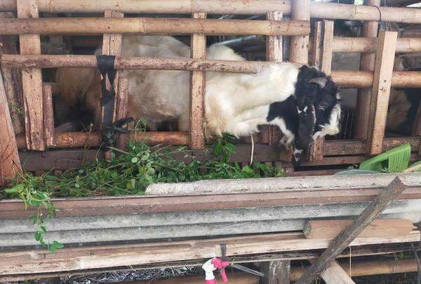 Demak Soroti 4 Aspek Penting Hewan Kurban: Simak Berikut!