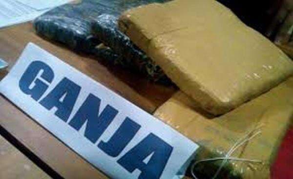 Mahasiswa Ini Nekat Tanam Ganja di Dalam Kamar