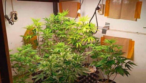 Polisi Gerebek Ladang Ganja Dalam Rumah di Bandung, 1 Ditangkap 7 Pohon Disita