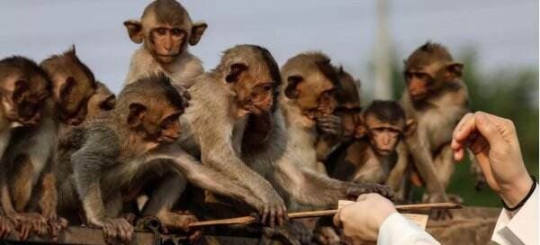 Gerombolan Monyet Kuasai Kota Populer di Thailand, Meneror Wisatawan